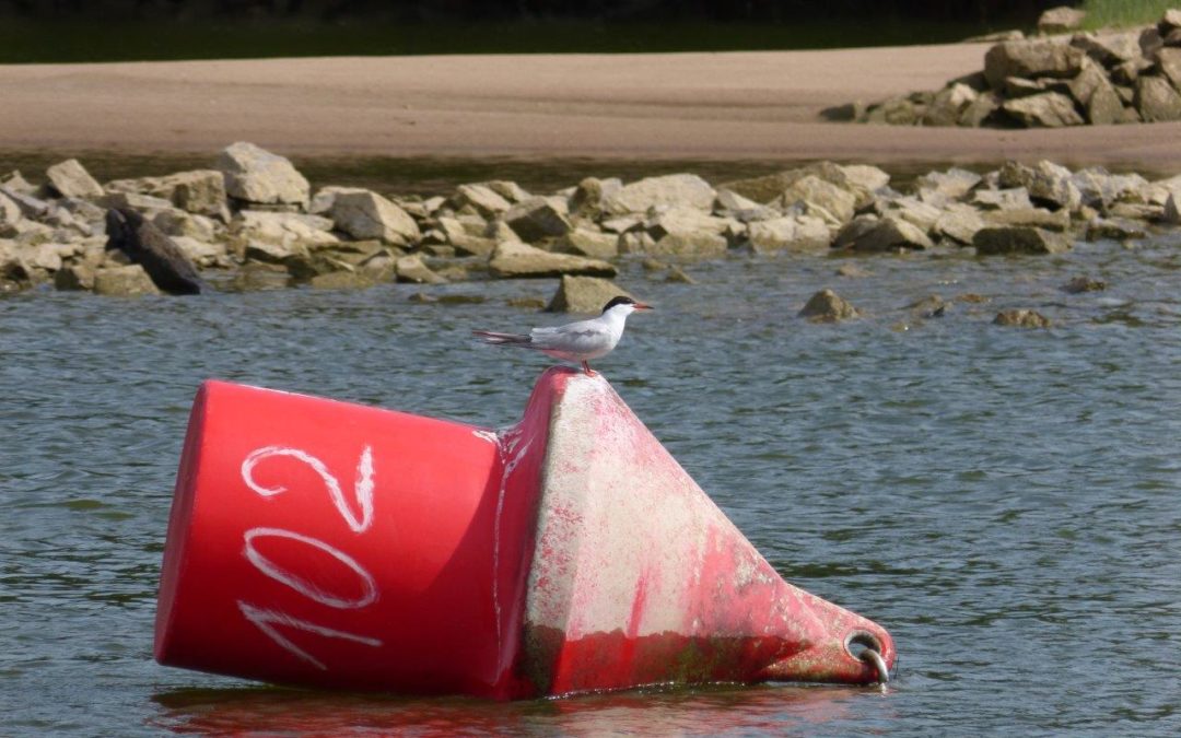 Matinée “Biodiversité ligérienne” animée par le CPIE